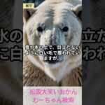 松阪市 シニア向けスマホ活用教室 文字と音で作る 簡単動画作成 白熊肌の色 #shorts