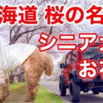 シニア犬とフェリーで北海道旅②小樽からオロロンラインを北上！絶景桜並木 戸田墓地記念公園へ　#トイプードル #桜