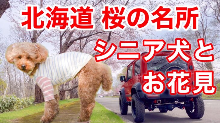 シニア犬とフェリーで北海道旅②小樽からオロロンラインを北上！絶景桜並木 戸田墓地記念公園へ　#トイプードル #桜