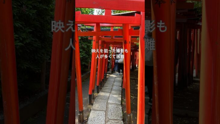 根津神社#シニア #シニアブログ #シニアvlog ＃根津神社＃ゴールデンウィーク#千本鳥居#youtubeshorts