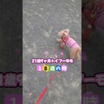 18歳シニアの全力走り#可愛い#天寿#お空組#長生きの秘訣#トイプードル#21歳#21yearsold #dog#toypoodle #ハイシニア犬