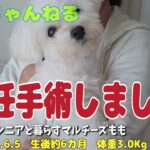 避妊手術後から抜糸までの様子マルチーズ犬＃マルチーズ＃シニア＃不妊手術#子犬 ＃お迎え＃性格＃かわいい＃赤ちゃん＃しつけ＃避妊手術＃辛い＃乳歯＃抜歯＃レクサス＃NX＃可哀想