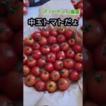 ＃夏野菜出来た〜　＃中玉トマト美味　＃シニア年金生活　＃Shorts