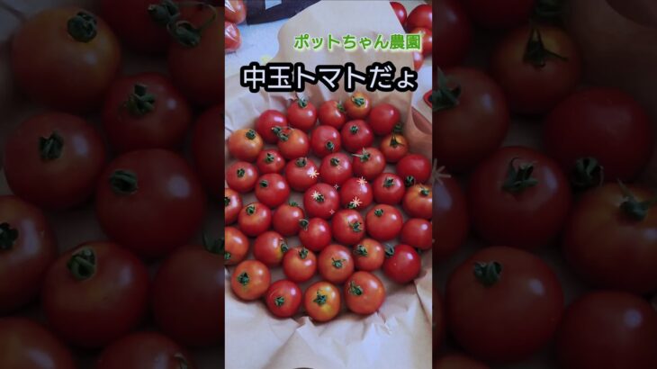＃夏野菜出来た〜　＃中玉トマト美味　＃シニア年金生活　＃Shorts
