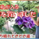 【お墓を買いました】年金生活　シニアVlog　高幡不動の紫陽花　息子と私二人だけの終の棲家