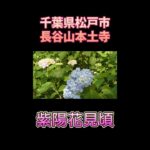 紫陽花｜本土寺｜シニアライフ｜シニアVlog｜アラ還｜グルメ｜Wワーク｜おひとり様｜ #シニアライフ  #おひとり様  #50代 歳代 #vlog #千葉県松戸市 #紫陽花#wワーク