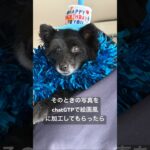 赤ちゃんチャーリーに会えました☺️🩷#保護犬 #シニア犬 #chatgpt #shorts