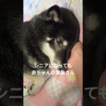 シニアになっても赤ちゃんの黒柴さん♡　 #coversong #song #shibalife #shibainu #柴犬 #柴犬との暮らし #黒柴 #可愛い #シニア犬