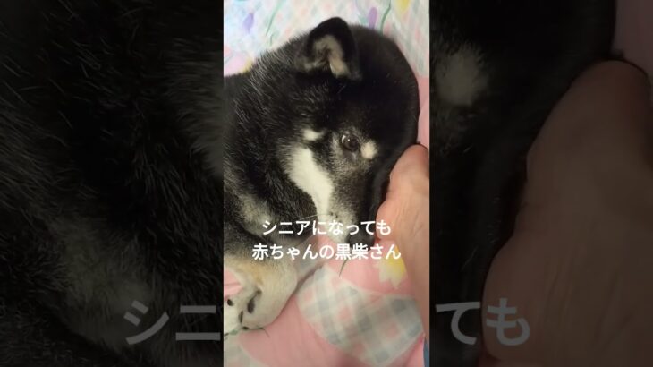 シニアになっても赤ちゃんの黒柴さん♡　 #coversong #song #shibalife #shibainu #柴犬 #柴犬との暮らし #黒柴 #可愛い #シニア犬