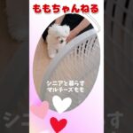 ＃ももちゃんねる＃扇風機＃初めて＃シニアと暮らすマルチーズもも＃初めて＃可愛い＃マルチーズ＃シニア＃暮らす＃風＃涼しい #子犬 #癒し #子犬 #puppy #かわいい #癒し #子犬
