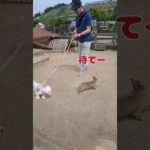 うさぎと追いかけっこする犬マルチーズ #シニア #puppy #マルチーズ #犬のいる生活 #ペット #可愛い #子犬 #愛犬＃散歩＃追いかける＃もも＃走る＃おやつ＃公園＃動物園＃遊ぶ＃かわいい