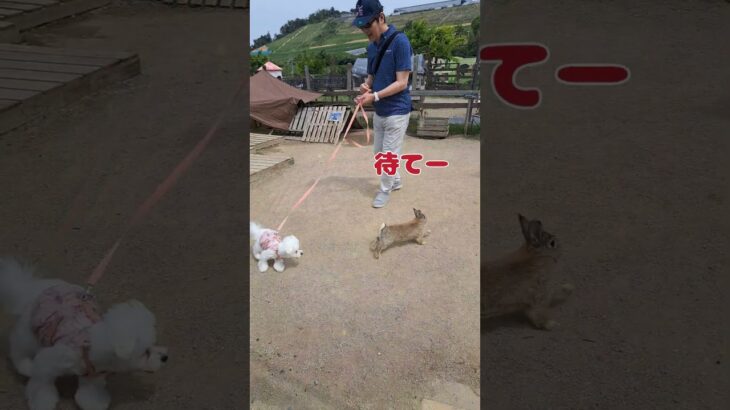 うさぎと追いかけっこする犬マルチーズ #シニア #puppy #マルチーズ #犬のいる生活 #ペット #可愛い #子犬 #愛犬＃散歩＃追いかける＃もも＃走る＃おやつ＃公園＃動物園＃遊ぶ＃かわいい