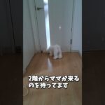 ママを待つマルチーズ子犬＃子犬＃ママ＃しつけ＃かわいい＃もも #シニア #ふせ #マルチーズ #可愛い #puppy＃しつけ＃かわいい#癒し#ペット＃赤ちゃん＃お迎え #犬のいる生活