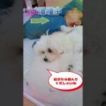 パパ大丈夫マルチーズ子犬＃シニア＃マルチーズ＃子犬＃遊ぶ＃しつけ＃吠える＃かわいい #ふせ＃かわいい＃癒し #puppy＃子犬 #お迎え＃ペット＃赤ちゃん #可愛い
