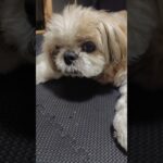 スマホ向けたら起きちゃった #シーズー #いぬのいる暮らし #シニア犬 #shihtzu