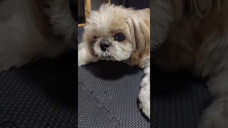 スマホ向けたら起きちゃった #シーズー #いぬのいる暮らし #シニア犬 #shihtzu
