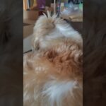 スマホを向けたら急に体勢を変えだすニイちゃん #シーズー #いぬのいる暮らし #シニア犬 #shihtzu