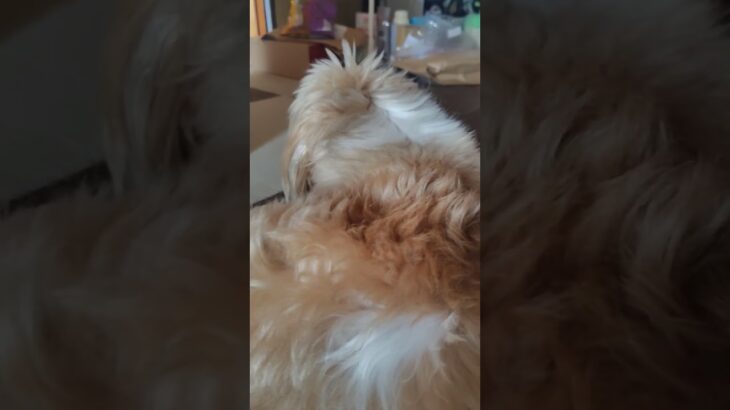 スマホを向けたら急に体勢を変えだすニイちゃん #シーズー #いぬのいる暮らし #シニア犬 #shihtzu