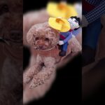 スマホのエスデーカードが容量不足のため撮影出来ません(汗) #トイプードル #toypoodle #犬のいる生活 #愛犬 #お散歩 #シニア犬 #初老のシニア犬11歳