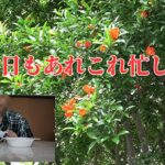 【年金シニアの現実】今日もあれこれ忙しい