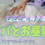 パパとお昼寝マルチーズ子犬＃シニア＃マルチーズ＃子犬＃ペット＃お迎え＃遊ぶ＃かわいい＃赤ちゃん＃しつけ＃癒し＃噛む＃吠える＃昼寝＃パパ
