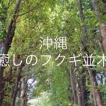 沖縄の古宇利島とフクギ並木/  #シニア   #旅行　#沖縄