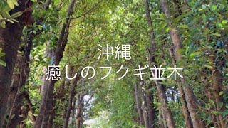沖縄の古宇利島とフクギ並木/  #シニア   #旅行　#沖縄