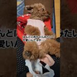 高齢犬の日常🐶夜の一仕事#犬のいる暮らし #トイプードル#もふもふ #かわいい#老犬#シニア犬との暮らし #赤ちゃん #fyp