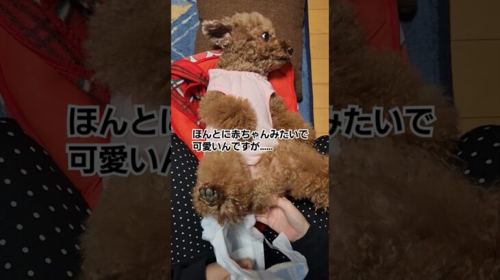 高齢犬の日常🐶夜の一仕事#犬のいる暮らし #トイプードル#もふもふ #かわいい#老犬#シニア犬との暮らし #赤ちゃん #fyp