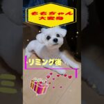 トリミングで大変身マルチーズ子犬＃シニア＃マルチーズ＃ #ふせ #puppy#子犬 #ペット #赤ちゃん #トリミング #可愛い #しつけ＃遊ぶ＃吠える＃迎える＃癒し #犬のいる生活