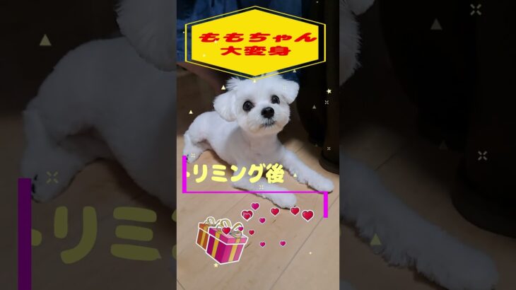 トリミングで大変身マルチーズ子犬＃シニア＃マルチーズ＃ #ふせ #puppy#子犬 #ペット #赤ちゃん #トリミング #可愛い #しつけ＃遊ぶ＃吠える＃迎える＃癒し #犬のいる生活