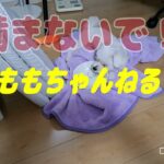 噛まないでマルチーズ子犬＃噛む#シニア #赤ちゃん #可愛い #しつけ #puppy #遊ぶ＃お迎え＃性格＃ペット＃癒し＃吠える