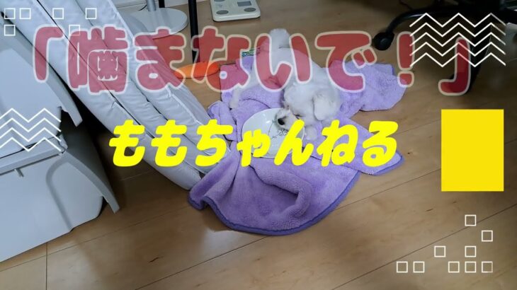 噛まないでマルチーズ子犬＃噛む#シニア #赤ちゃん #可愛い #しつけ #puppy #遊ぶ＃お迎え＃性格＃ペット＃癒し＃吠える