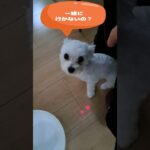 ママ行ってらっしゃいマルチーズ子犬＃シニア＃マルチーズ＃子犬 #puppy #赤ちゃん #ふせ＃マルチーズ＃しつけ＃遊ぶ＃子犬 #かわいい #犬のいる生活＃吠える＃ペット＃癒し＃お迎え＃性格