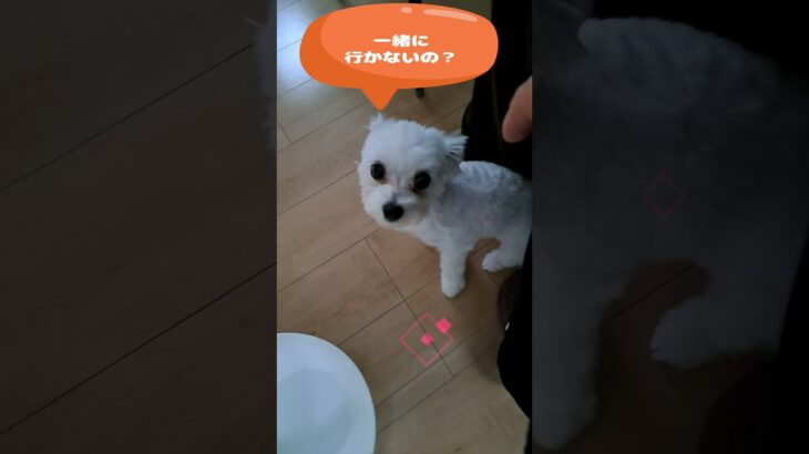 ママ行ってらっしゃいマルチーズ子犬＃シニア＃マルチーズ＃子犬 #puppy #赤ちゃん #ふせ＃マルチーズ＃しつけ＃遊ぶ＃子犬 #かわいい #犬のいる生活＃吠える＃ペット＃癒し＃お迎え＃性格