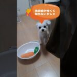おもちゃが取れないマルチーズ子犬 #シニア #puppy #マルチーズ #赤ちゃん #ふせ #犬のいる生活 #かわいい #しつけ #子犬#性格＃吠える＃噛む＃咥える＃おもちゃ