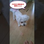 ゴルフボールを投げるマルチーズ子犬＃シニア＃マルチーズ＃子犬 #puppy #赤ちゃん #ふせ＃遊ぶ＃しつけ＃吠える＃お迎え＃癒し＃ペット＃噛む＃咥える＃ゴルフボール＃かわいい