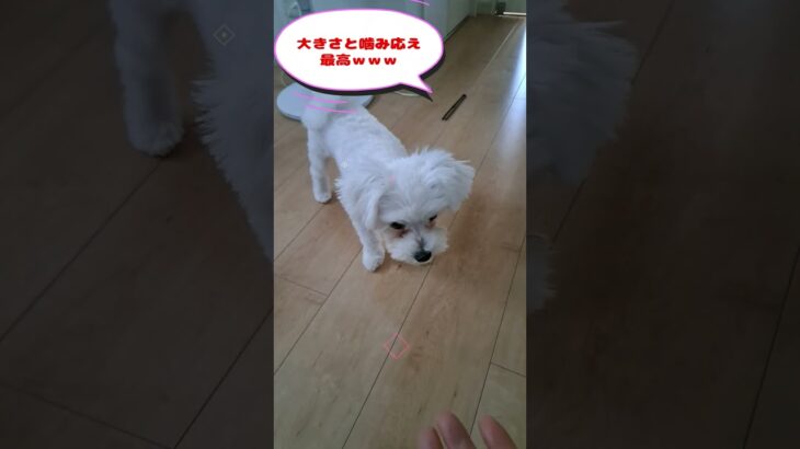 ゴルフボールを投げるマルチーズ子犬＃シニア＃マルチーズ＃子犬 #puppy #赤ちゃん #ふせ＃遊ぶ＃しつけ＃吠える＃お迎え＃癒し＃ペット＃噛む＃咥える＃ゴルフボール＃かわいい