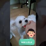 フェイントはやめてマルチーズ子犬＃シニア＃マルチーズ＃子犬 #puppy #シニア #赤ちゃん #子犬 #可愛い #ふせ #しつけ#遊ぶ＃お迎え＃吠える＃性格＃噛む