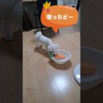 にんじん取ったどーマルチーズ子犬＃シニア＃マルチーズ＃子犬  #puppy #子犬 #赤ちゃん #ふせ #可愛い＃かわいい #しつけ＃吠える＃噛む＃咥える＃遊ぶ＃お迎え＃ペット＃癒し #性格