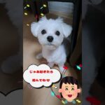 もも一緒に遊ぼうマルチーズ子犬#シニア＃マルチーズ #赤ちゃん #puppy＃遊ぶ＃しつけ＃吠える＃かわいい＃子犬＃お迎え＃ペット＃癒し＃性格＃赤ちゃん＃噛む