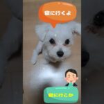 ママのお迎えを待つマルチーズ子犬＃シニア＃マルチーズ＃子犬 #ふせ #puppy #赤ちゃん＃かわいい＃可愛い＃お迎え＃しつけ＃遊ぶ＃トリミング＃癒し＃寝る＃吠える＃噛む＃待つ＃おすわり＃性格