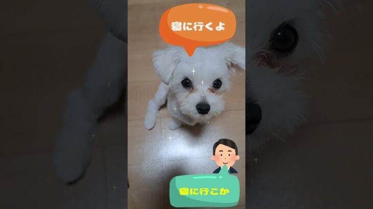 ママのお迎えを待つマルチーズ子犬＃シニア＃マルチーズ＃子犬 #ふせ #puppy #赤ちゃん＃かわいい＃可愛い＃お迎え＃しつけ＃遊ぶ＃トリミング＃癒し＃寝る＃吠える＃噛む＃待つ＃おすわり＃性格