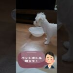 ペットボトルが取れないマルチーズ子犬＃シニア＃マルチーズ＃子犬 #puppy #ふせ＃遊ぶ＃お迎え＃トリミング #赤ちゃん＃吠える＃しつけ＃かわいい＃可愛い＃性格＃噛む #ペット  #犬のいる生活