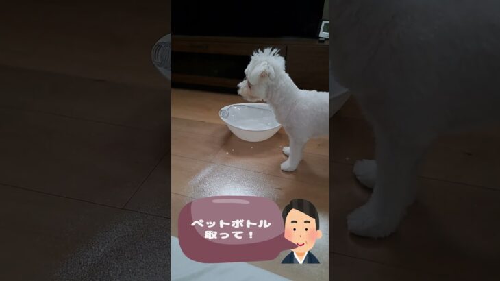 ペットボトルが取れないマルチーズ子犬＃シニア＃マルチーズ＃子犬 #puppy #ふせ＃遊ぶ＃お迎え＃トリミング #赤ちゃん＃吠える＃しつけ＃かわいい＃可愛い＃性格＃噛む #ペット  #犬のいる生活