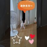 お帰りなさいでしゅマルチーズ子犬＃シニア＃マルチーズ＃子犬＃しつけ＃子犬 #puppy #ふせ#赤ちゃん #可愛い #遊ぶ #トリミング＃吠える＃性格