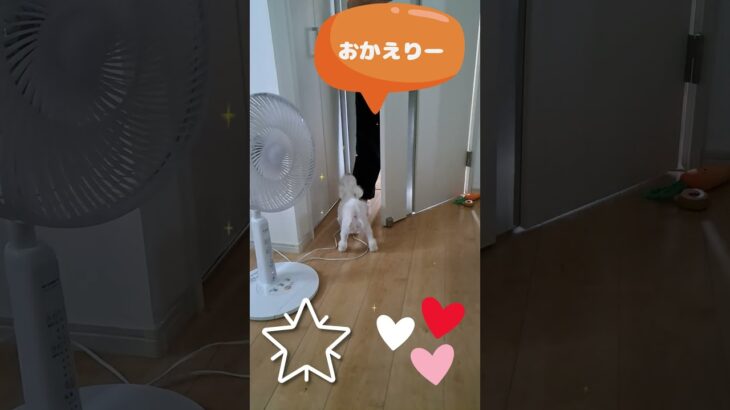 お帰りなさいでしゅマルチーズ子犬＃シニア＃マルチーズ＃子犬＃しつけ＃子犬 #puppy #ふせ#赤ちゃん #可愛い #遊ぶ #トリミング＃吠える＃性格
