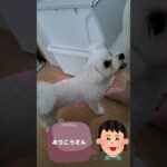 「お手」の練習マルチーズ子犬＃シニア＃マルチーズ＃子犬 #ふせ#遊ぶ ＃お手＃しつけ #puppy #赤ちゃん＃吠える＃性格＃練習＃かわいい＃お迎え＃トリミング＃ペット＃癒し