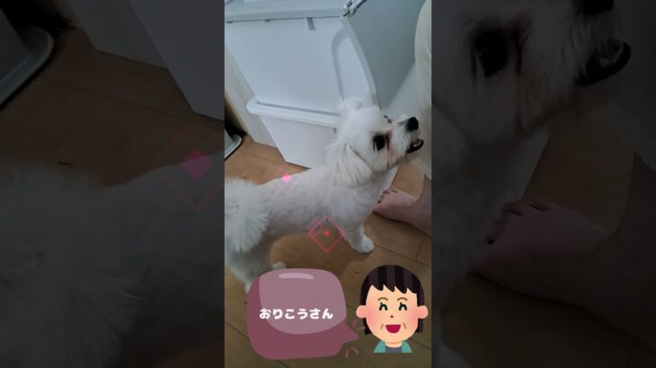 「お手」の練習マルチーズ子犬＃シニア＃マルチーズ＃子犬 #ふせ#遊ぶ ＃お手＃しつけ #puppy #赤ちゃん＃吠える＃性格＃練習＃かわいい＃お迎え＃トリミング＃ペット＃癒し