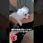 パパに甘えるマルチーズ子犬＃シニア #puppy #ふせ #赤ちゃん #マルチーズ＃しつけ＃遊ぶ＃性格#かわいい ＃子犬＃お迎え＃抱っこ＃甘える＃吠える＃噛む